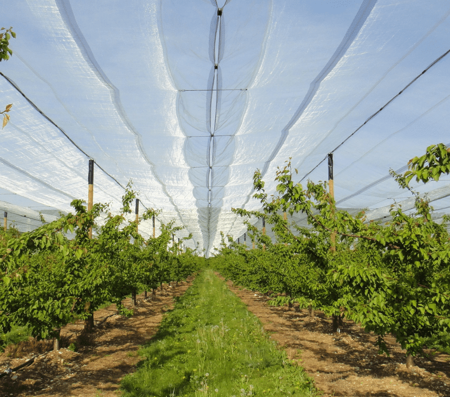 Protection climatique pour l'arboriculture Anti-grêle bavette abricotiers