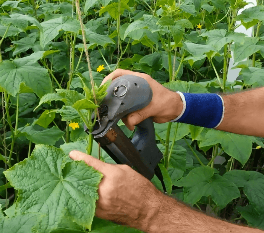 palissage pour le maraîchage pince à clipser Tomsytem
