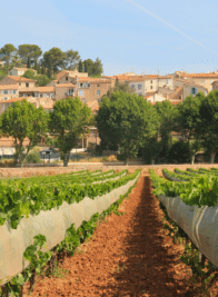 Protection viticulture