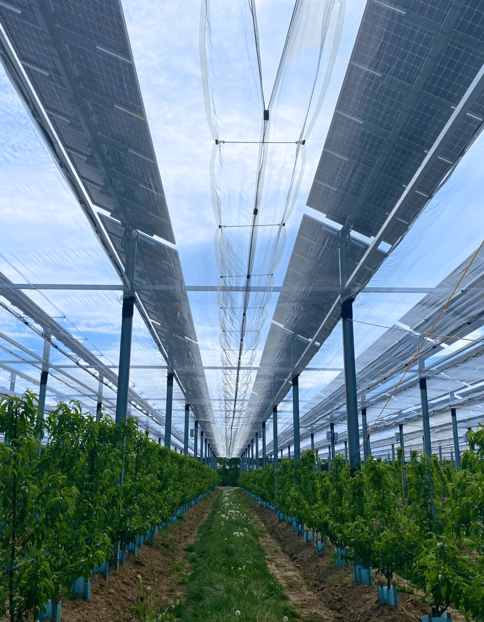 Protection en agrivoltaisme