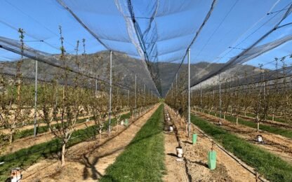 Filpack, distributeur des poteaux acier Arbopic