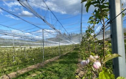 Protection d&rsquo;un verger de pommiers en Haute-Savoie