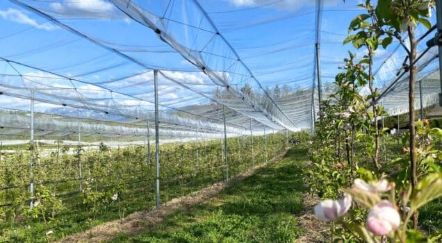 Filet Light Control installé sur une exploitation agricole, assurant une protection optimale contre les intempéries tout en régulant la luminosité pour favoriser la croissance des cultures.